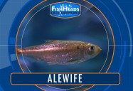 Alewife: Leo’s FishHeads Series