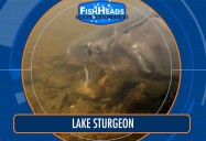 Lake Sturgeon: Leo’s FishHeads Series