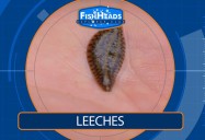 Leeches: Leo’s FishHeads Series