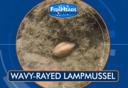 Wavy-Rayed Lampmussel: Leo's Fishheads Series