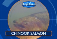 Chinook Salmon: Leo's Fishheads Series