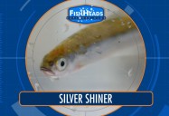 Silver Shiner: Leo's Fishheads Series