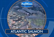 Atlantic Salmon: Leo's Fishheads Series