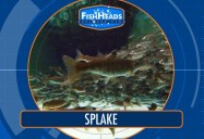 Splake: Leo's Fishheads Series