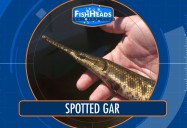 Spotted Gar: Leo's Fishheads Series