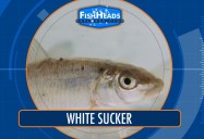 White Sucker: Leo's Fishheads Series