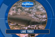 Lake Trout: Leo's Fishheads Series