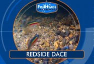 Redside Dace: Leo's Fishheads Series
