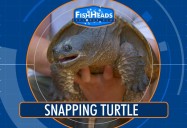 Snapping Turtle: Leo's Fishheads Series