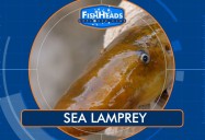 Sea Lamprey: Leo's Fishheads Series