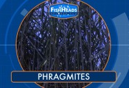 Phragmites: Leo's Fishheads Series