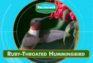 Sugar, Sugar: Leo's Pollinators Series