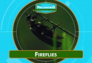 Fireflies: Leo's Pollinators Series