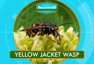 Don't Swat The Wasp!: Leo's Pollinators Series