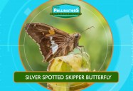 Skipper Butterflies: Leo's Pollinators Series
