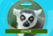 Lemurs: Leo's Pollinators Series