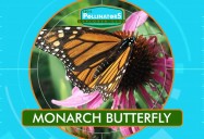Butterfly Royalty: Leo's Pollinators Series
