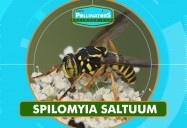 Syrphid Fly (Mimicry): Leo's Pollinators Series
