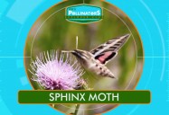 Sphinx Moth: Leo's Pollinators Series