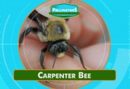 Big Carpenter Party: Leo's Pollinators Series