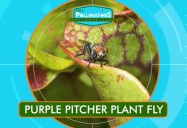 Pollinator Danger: Leo's Pollinators Series