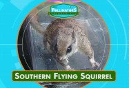 Squirrel!: Leo's Pollinators Series