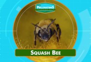 Fall's Favourite Bee: Leo's Pollinators Series