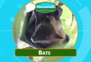Bat Predators: Leo's Pollinators Series