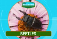 Beetles?!?: Leo's Pollinators Series