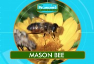 Mason Bees: Leo's Pollinators Series