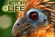 History of Life Series: A Study of Evolution