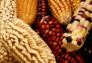 Maize: Ancient Grains - Nutritional Powerhouses Series