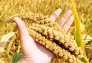 Millet - Ancient Grains: Nutritional Powerhouses Series