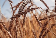 Spelt: Ancient Grains - Nutritional Powerhouses Series