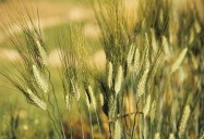 Khorasan Wheat/Kamut - Ancient Grains - Nutritional Powerhouses Series