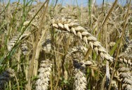 Wheat: Ancient Grains - Nutritional Powerhouses Series
