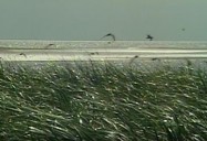 Kouchibouguac National Park, NB (49/70)