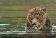 Top 10 Places to See Canadian Wildlife