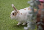 Bunny Love: Aunty B's House Series
