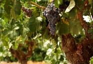 Cantina del Castello and La Collina dei Ciliegi , Episode 1: The Wine Guys: Grape Escapes