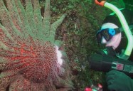 Peter Mieras - Scuba Diving and Wildlife Observation in British Columbia: Adventure Guides, Season 3