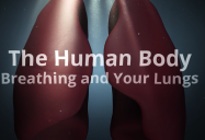 Breathing and Your Lungs: The Human Body Series