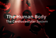 The Cardiovascular System: The Human Body Series