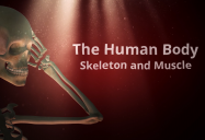 Skeleton and Muscle: The Human Body Series