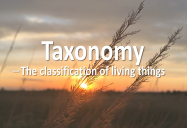 Taxonomy - The Classification of Living Things