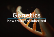 Genetics - How Traits Are Inherited