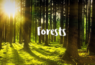 Forests: Biomes Series