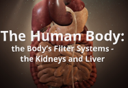 The Body's Filter Systems – The Kidneys and Liver: The Human Body Series