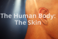 The Skin: The Human Body Series