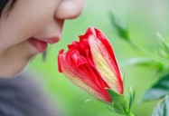 The Five Senses: Taste, Touch and Smell